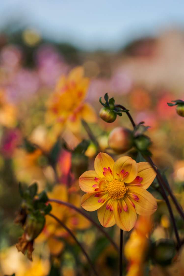 Dahlie 'Kelsey Annie Joy'